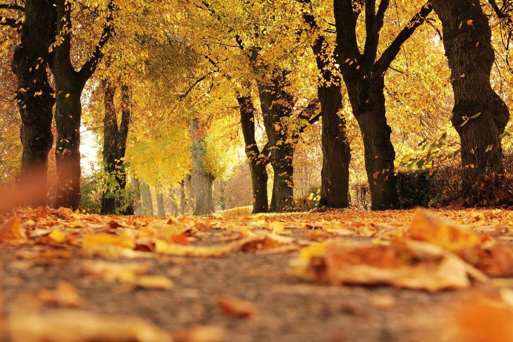 herfst